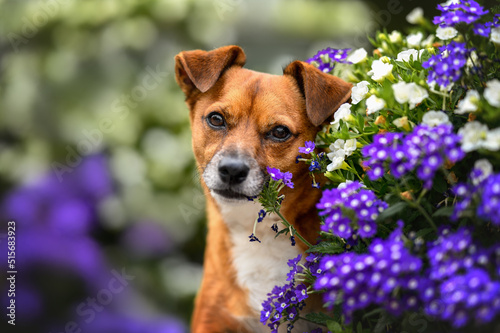 Fotografie beautiful mixed breed dog portrait with blooming flowers outdoors