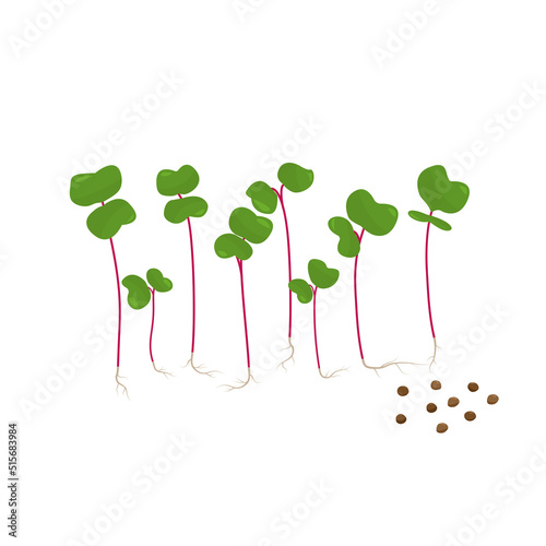 Microgreen radish grain and germinated sprouts. Vector illustration