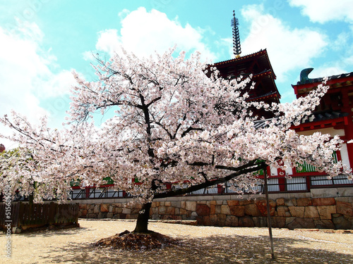 Sakura vor Pagode