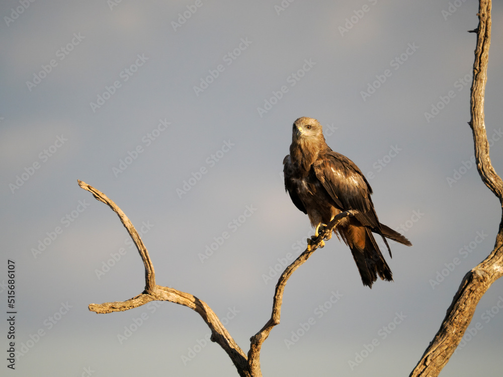 Naklejka premium Black kite, Milvus migrans