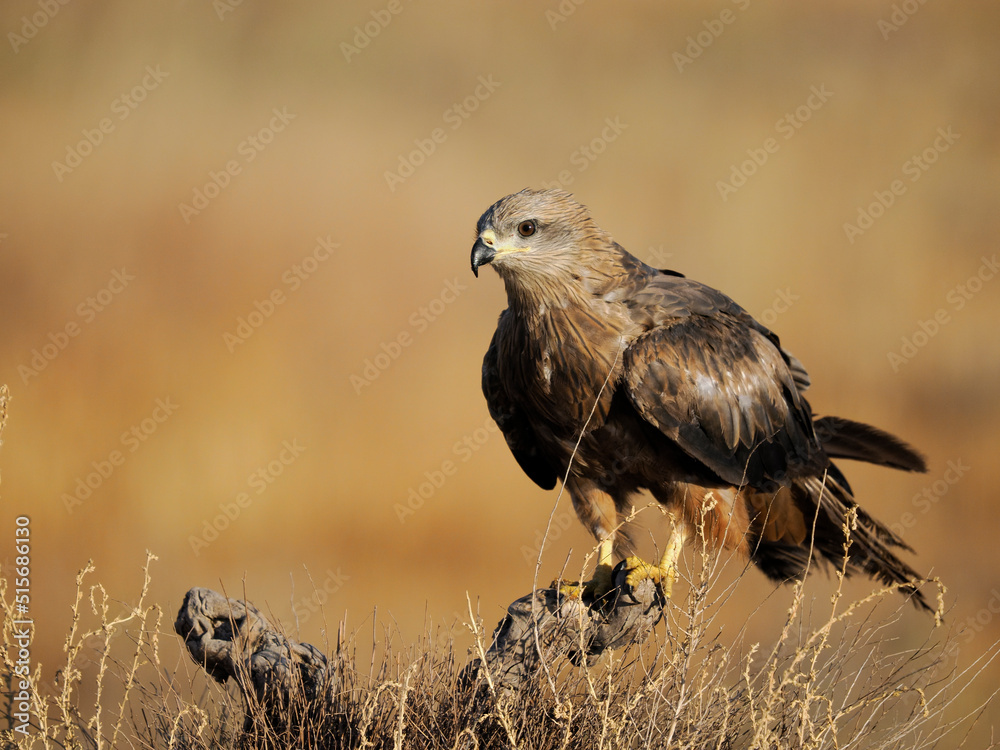 Obraz premium Black kite, Milvus migrans