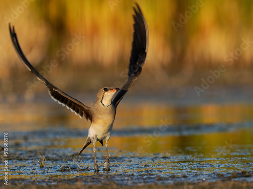 Collared pratincole, Glareola pratincola photo