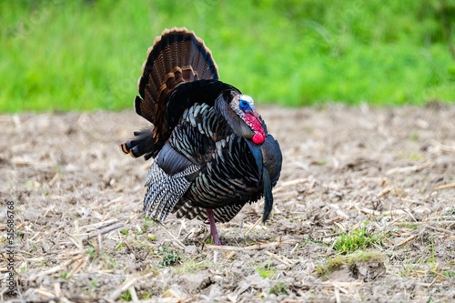 Domestic turkey (Meleagris gallopavo domesticus) in the field photo