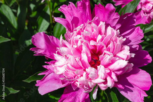 Close-up of flower Pink peonie summer garden with space for text. Beautiful peony flower for catalog