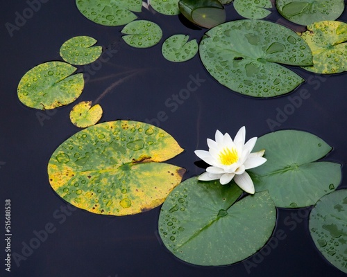 Принти на полотні Blossom Nymphaea leibergii on Yellow Water-lily leaves