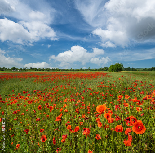 Wheat field and red poppy flowers  Ukraine