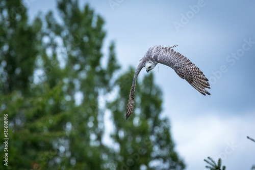 Selective focus shot of gyrfalcon in flight photo