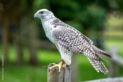 Selective focus shot of gyrfalcon perched on a wooden post photo