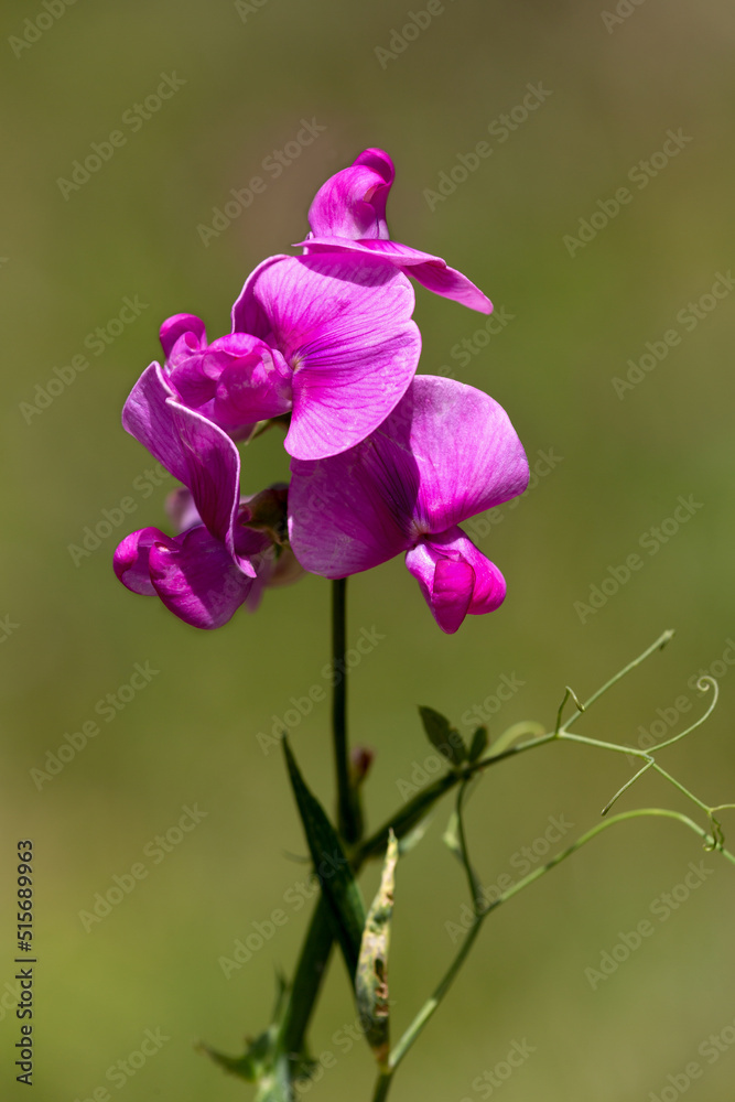 Macrophotographie de fleur sauvage - Gesse à larges feuilles - Lathyrus latifolius
