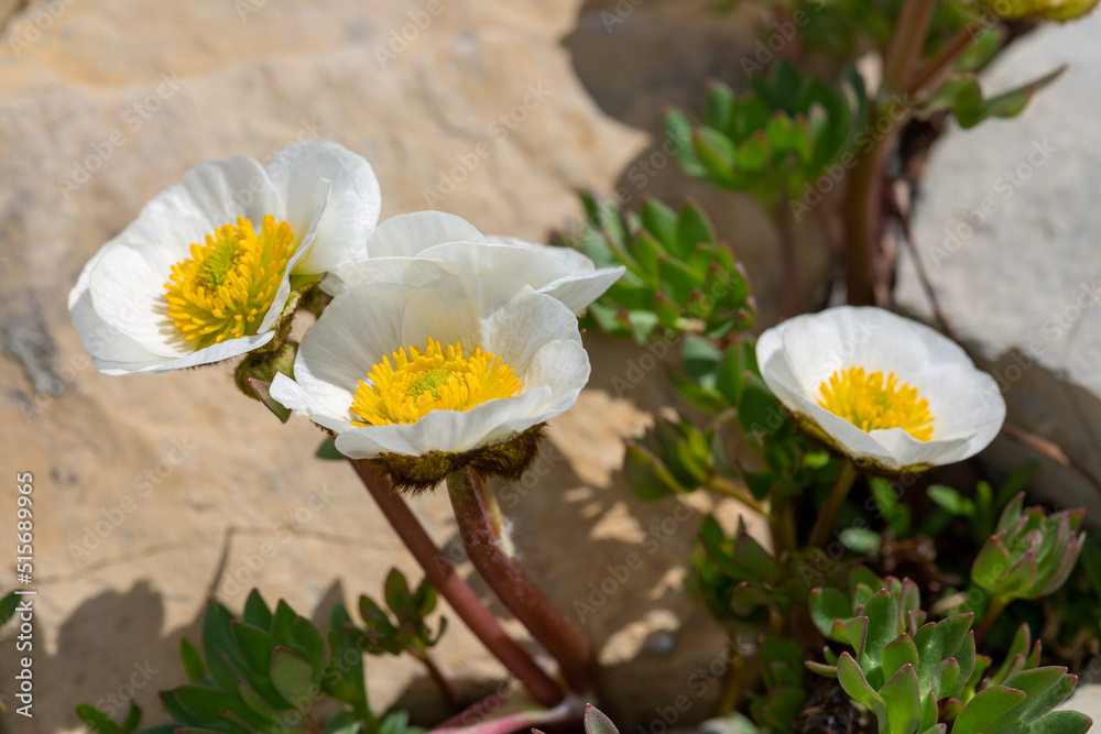 Obraz premium Macrophotographie de fleur sauvage - Renoncule des glaciers - Ranunculus glacialis