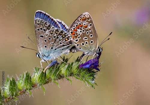 Macrophotographie d'un papillon - Argus bleu - Polyommatus icarus photo