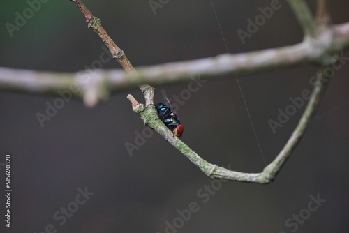 Closeup of Chrysomya rufifacies, hairy maggot blow fly. photo