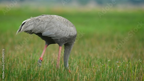 Eastern Sarus Crane, Antigone antigone sharpii, Thailand photo