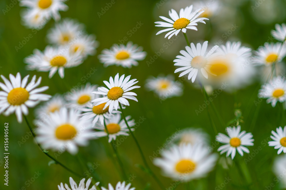 daisy daisy