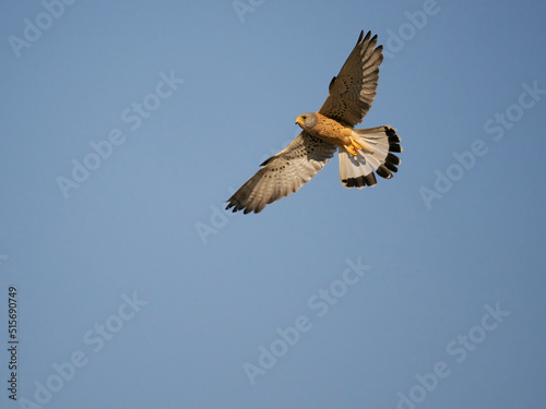 Lesser kestrel, Falco naumanni © Erni
