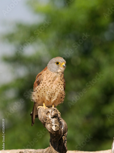 Lesser kestrel  Falco naumanni 