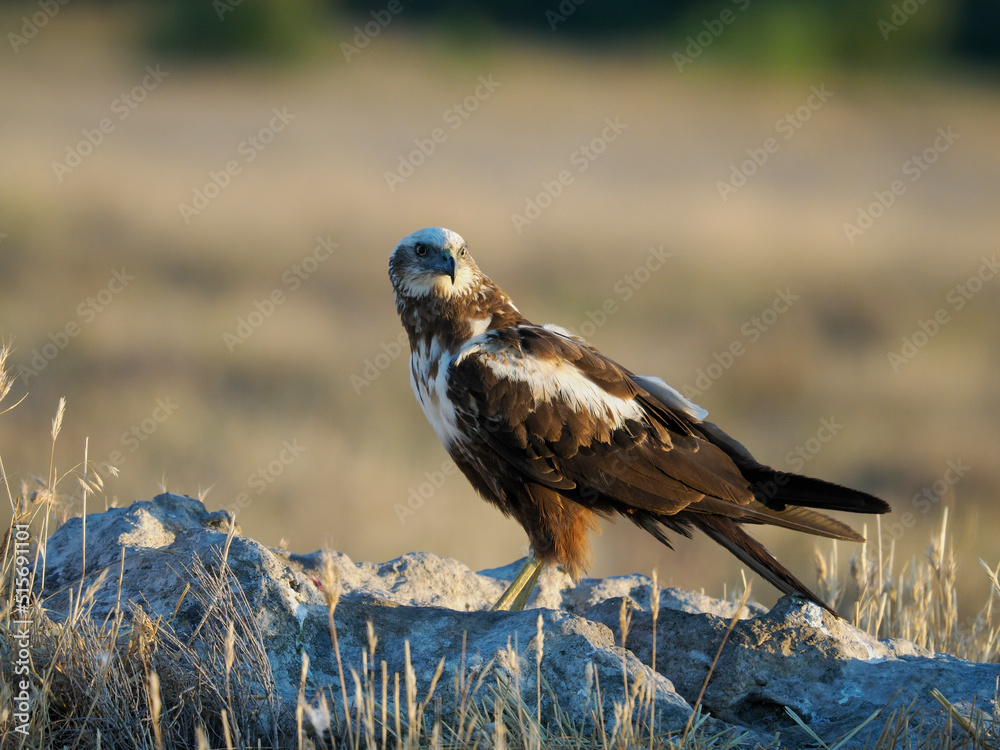 Fototapeta premium Marsh harrier, Circus aeruginosus,