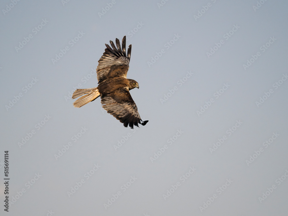 Obraz premium Marsh harrier, Circus aeruginosus