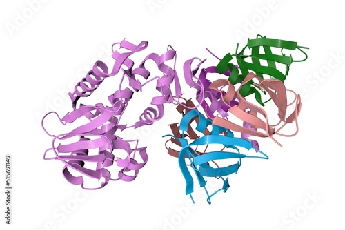 Shiga toxin produced by bacteria Shigella dysenteriae. Ribbons diagram with differently colored protein chains based on protein data bank entry 1r4p. 3d illustration photo