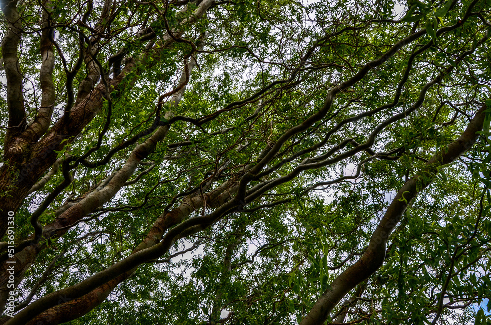 Curly willow in the bright green of young leaves with budding buds. Curly willow in the bright green of young leaves with budding buds.