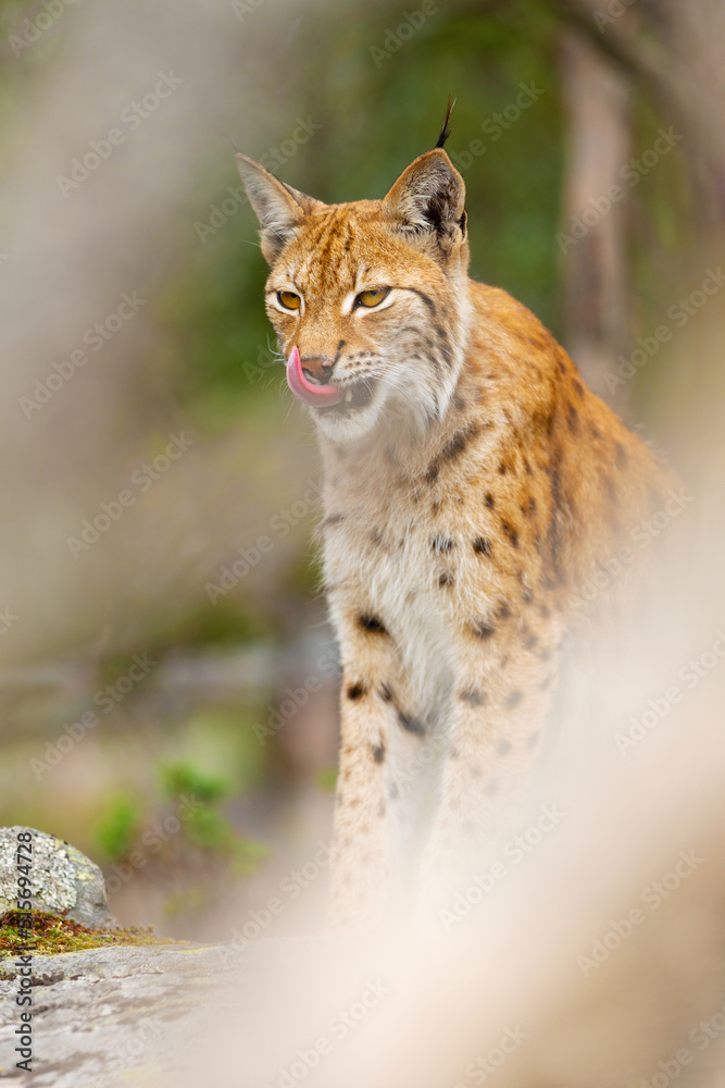 Fototapeta premium Eurasian lynx sitting on a rock in dense forest at summer
