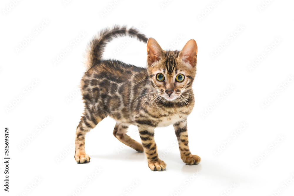 cute baby bengal on the white surface