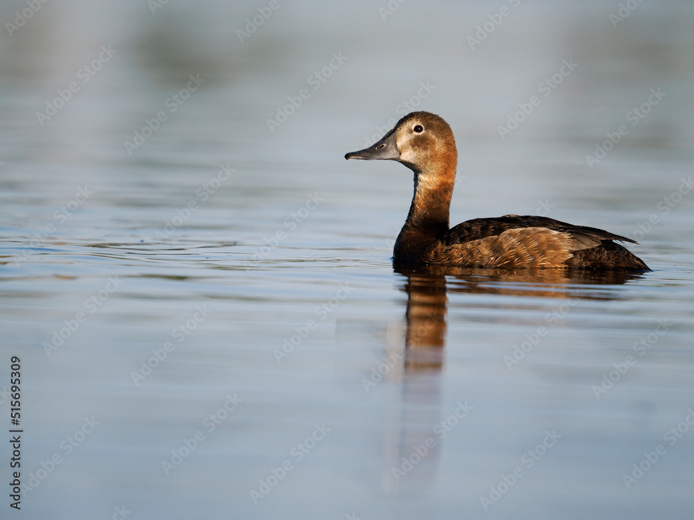 Northern pochard, Aythya ferina, Northern pochard, Aythya ferina,