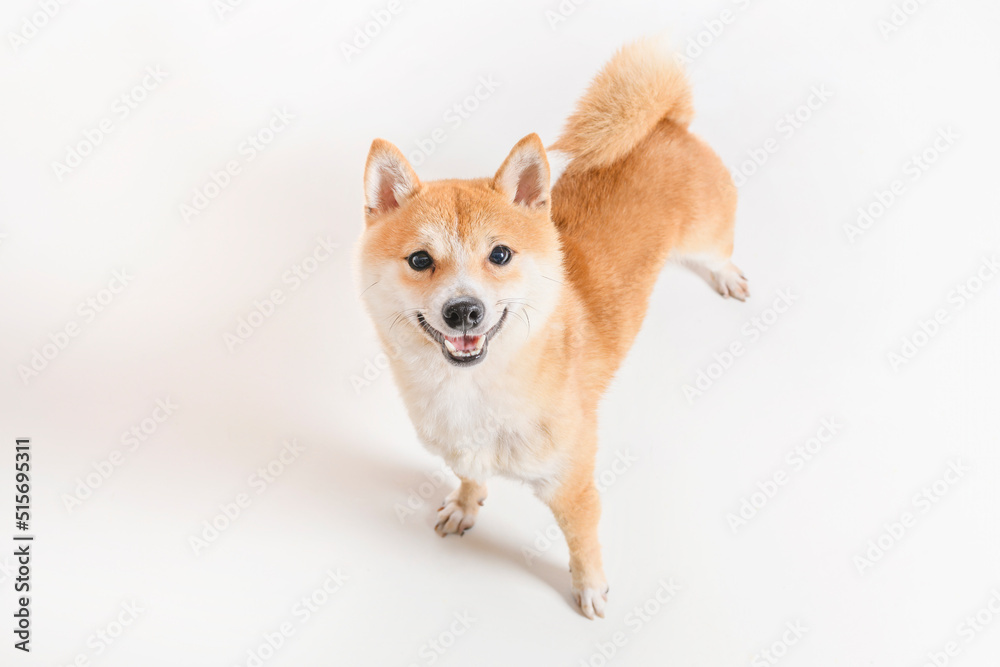 Shiba inu dog Red-haired Japanese dog on studio white