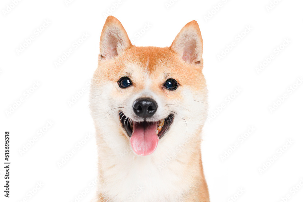 Shiba inu dog Red-haired Japanese dog on studio white