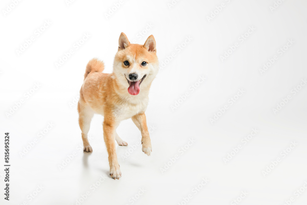 Shiba inu dog Red-haired Japanese dog on studio white