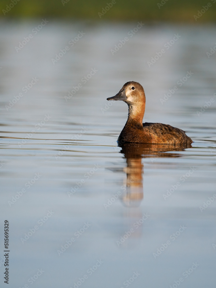 Northern pochard, Aythya ferina,