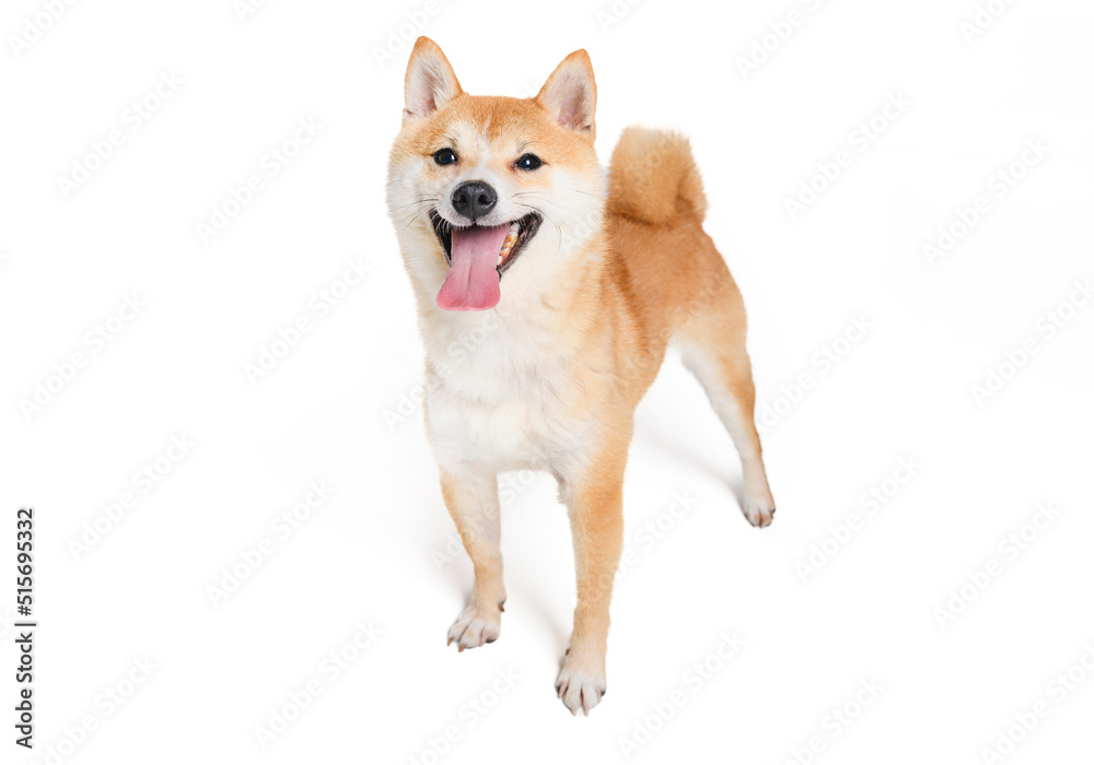 Shiba inu dog Red-haired Japanese dog on studio white Shiba inu dog Red-haired Japanese dog on studio white