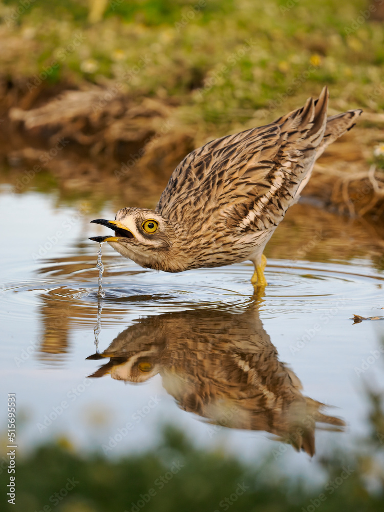 Fototapeta premium Stone curlew, Burhinus oedicnemus