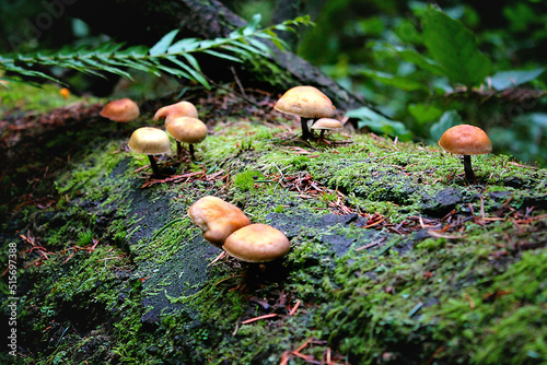 mushrooms in the forest photo