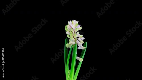 Blooming Hyacinth flower timelapse  alpha matte