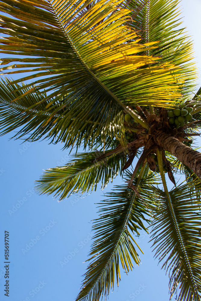 Big palm tree with green coconuts with blue sky in Buzios city, Brazil. 