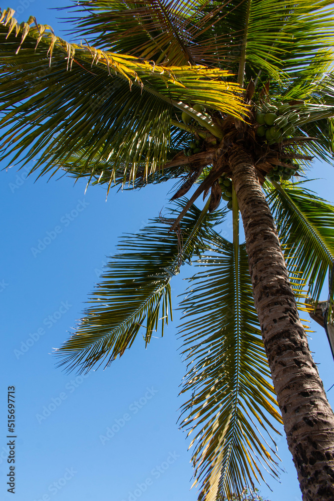 Fototapeta premium Big palm tree with green coconuts with blue sky in Buzios city, Brazil. 