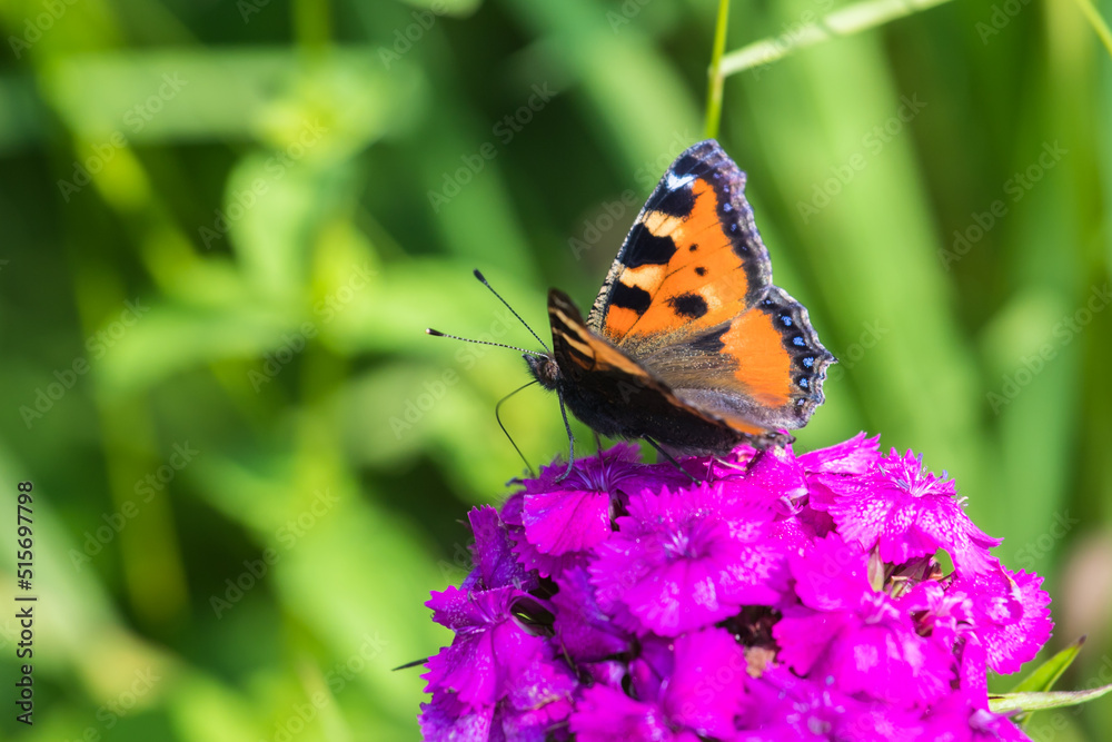 A butterfly sits on a flower A butterfly sits on a flower