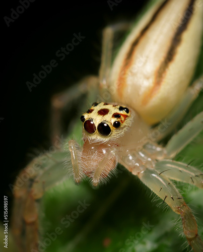 Photography Close up macro shot of forest spider on leaf.