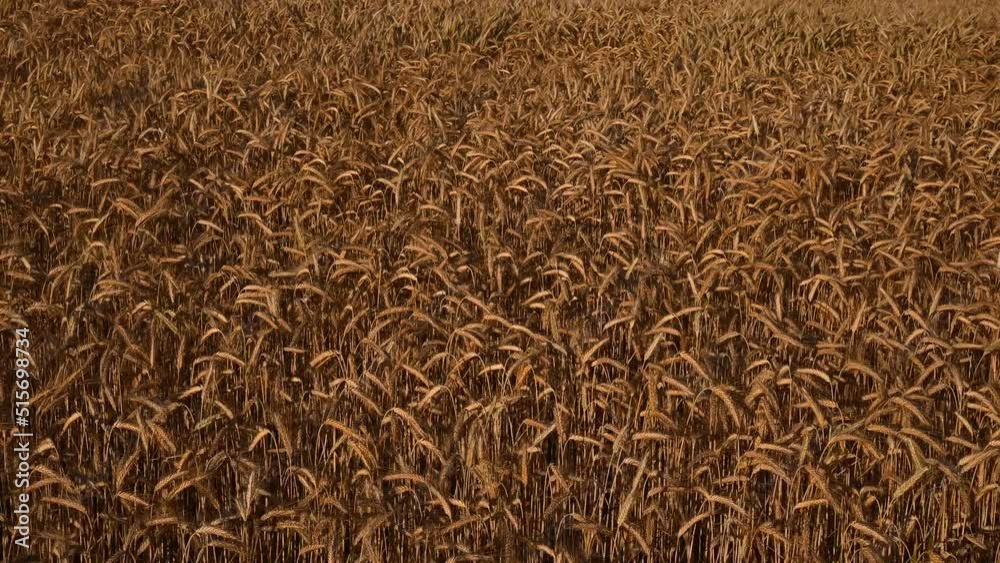 Wheat field in the wind Wheat field in the wind