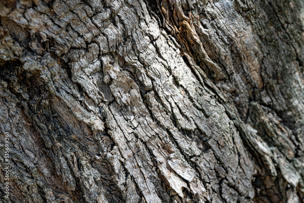 high resolution texture or background of peeling, rind, bark, crust of an olive tree high resolution texture or background of peeling, rind, bark, crust of an olive tree