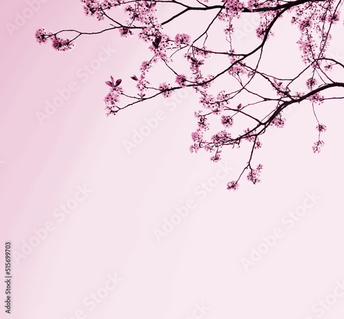 Zarte Blüten eines Kirschbaumes isoliert und freigestellt mit Textfreiraum in pink , rosa und rot - Hintergrund und Banner