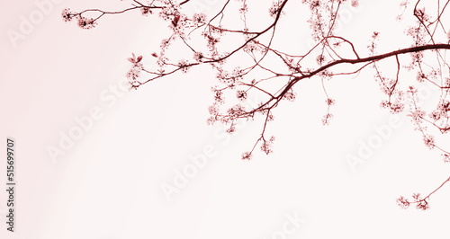 Zarte Blüten eines Kirschbaumes isoliert und freigestellt mit Textfreiraum in Rosa und Pink - Hintergrund und Banner	