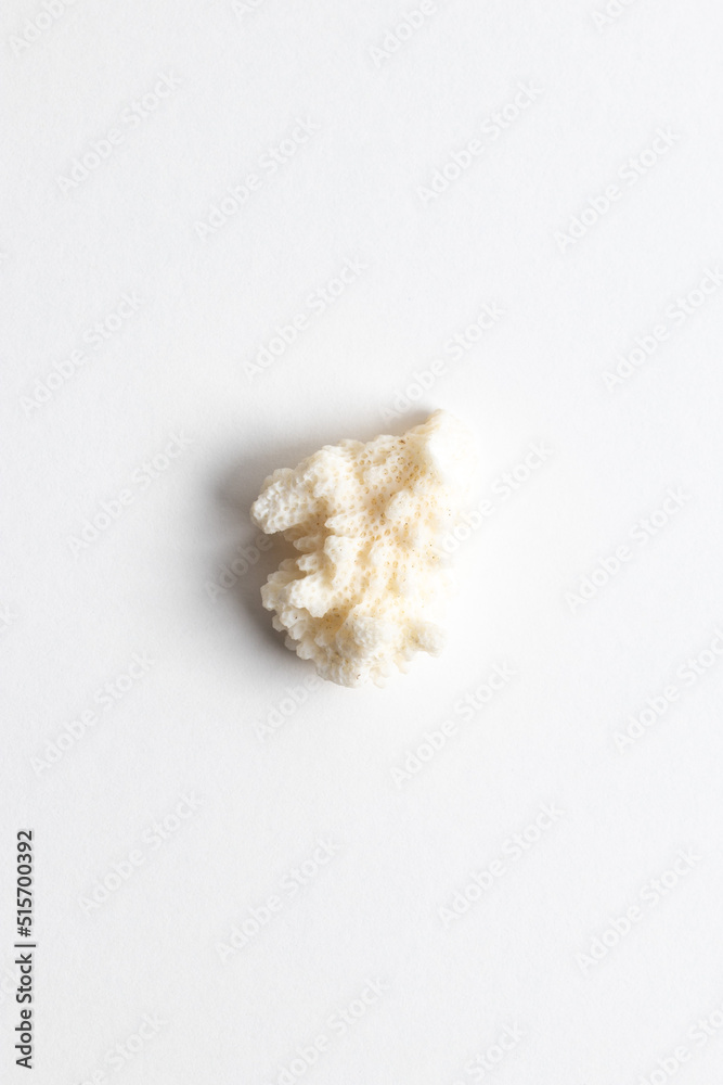 White coral specimen at Mineralogist. Sample on white background. White coral specimen at Mineralogist. Sample on white background.