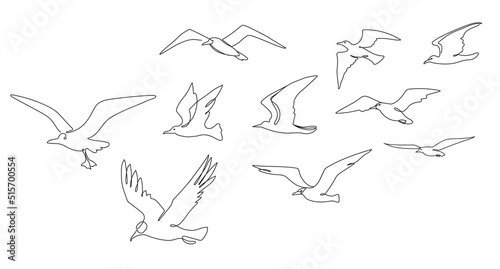 Flock of seagulls. Seabirds flying together, one line seagull and ocean birds vector sketch illustration