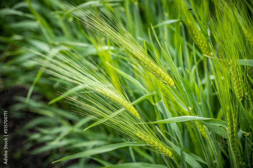 Green spikelets of wheat against a cloudy sky Green spikelets of wheat against a cloudy sky