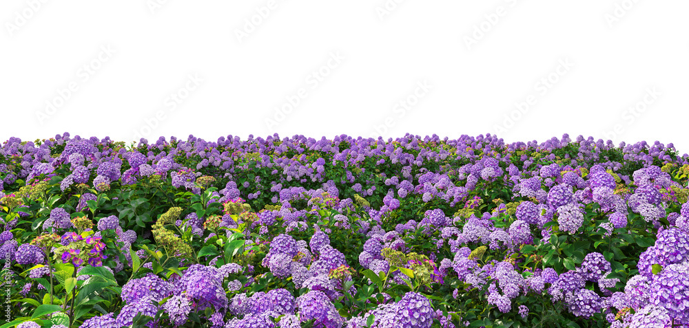 Fototapeta premium 3d render flower garden on white background