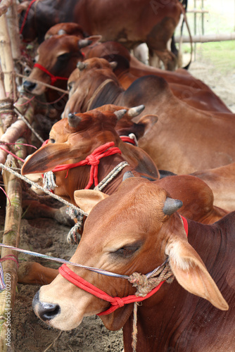 cow stock on Bazaar for sell © CMYK MAKER