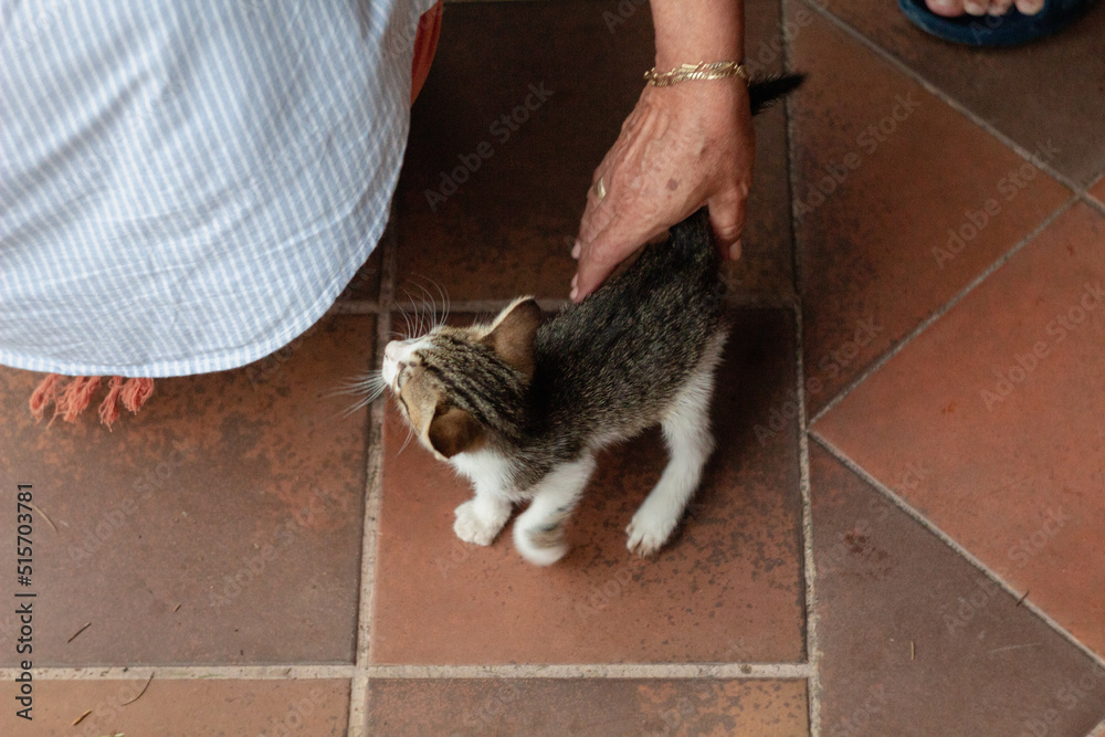 little curious kitten being pet by womans hand