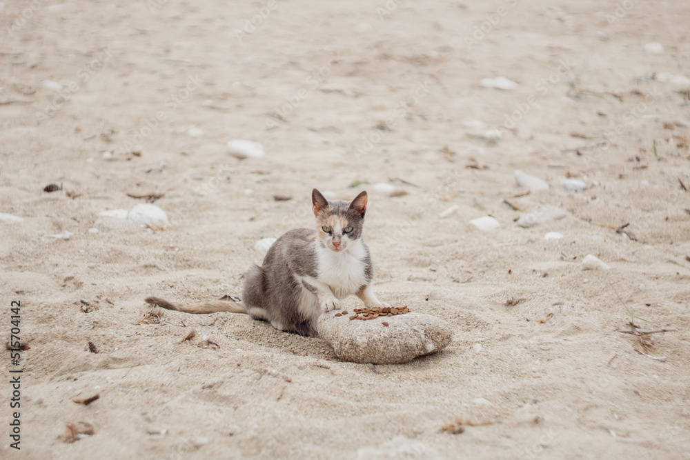 curious hungry cat on the beach with food on the stone